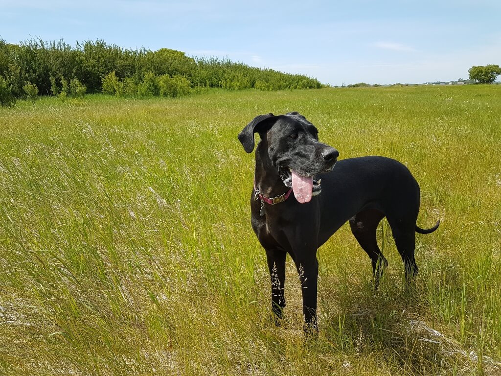 A black great dane stands panting in a field of green grass