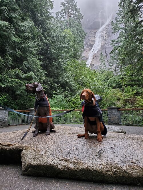 A GSP and Vizsla sit in front of Shannon Falls