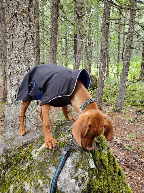 A Vizsla in a jacket sniffs a rock