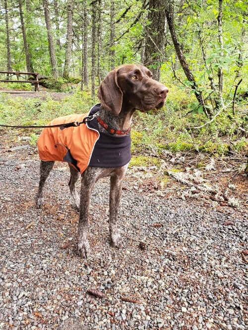 A GSP in an orange coat stands in a forest