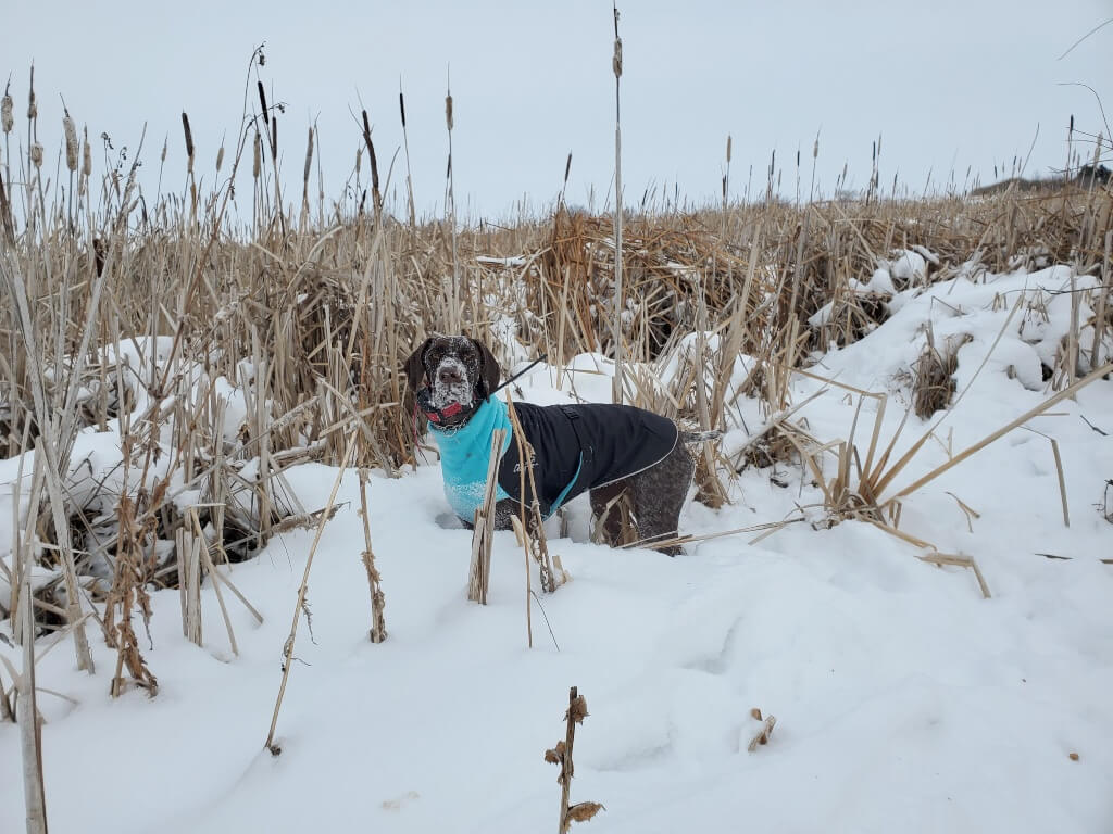 A German Shorthaired Pointer wears a black and blue coat while standing in the snow with cattails in the background.