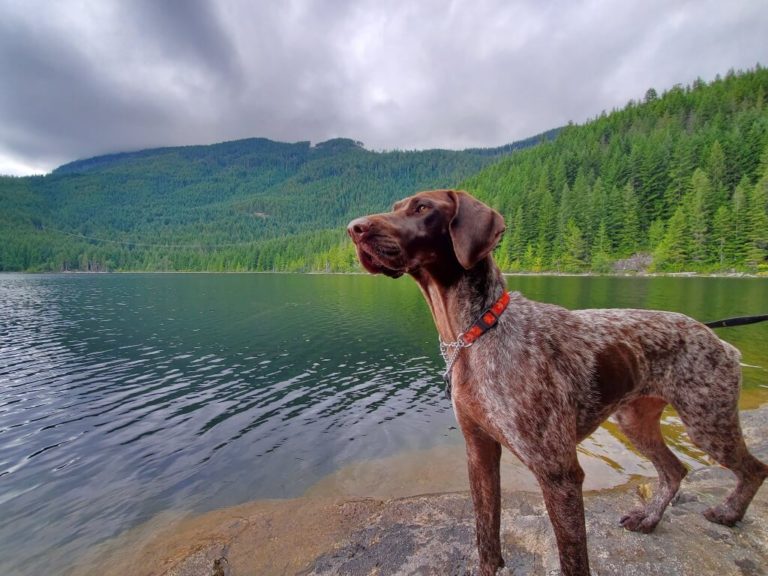 WHAT TO CONSIDER WHEN LOOKING FOR AN ADVENTURE DOG