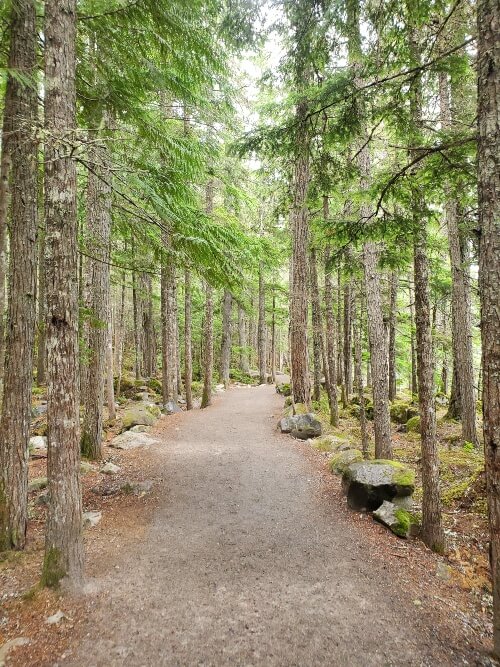 A dirt path through a forest