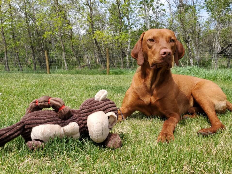 A Vizsla lays in the grass with a stuffed monkey in front of him. 
