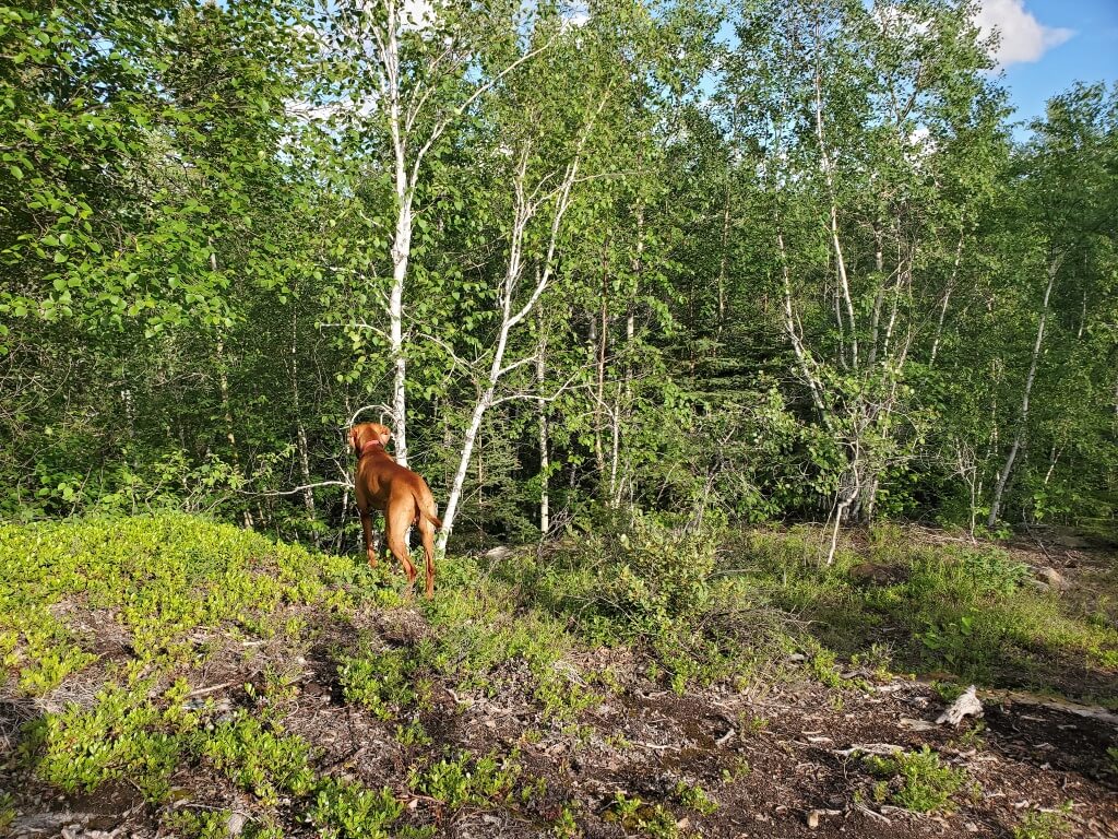 A Vizsla looks over the edge of a hill with a forest in the background. 