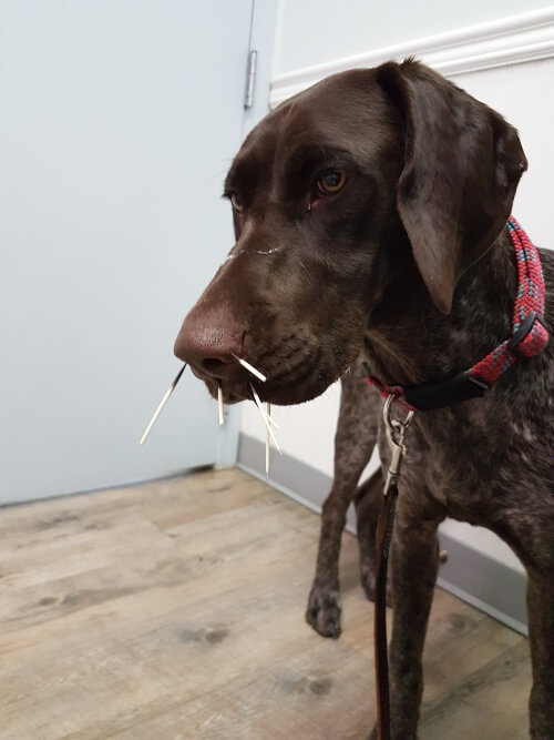 A dog stands in an examining room with six porcupine quills stuck in her nose. 