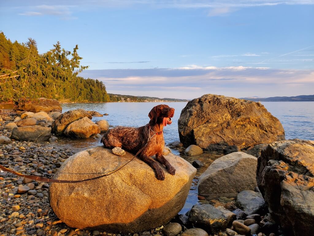 A German Shorthaired Pointer lays on a large boulder in front of the ocean during sunset.