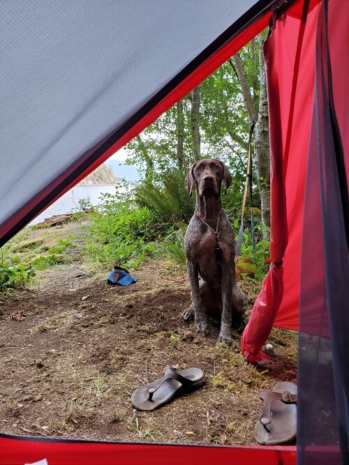 A German Shorthaired Pointer sits in front of a tent door with trees and ocean in the background.