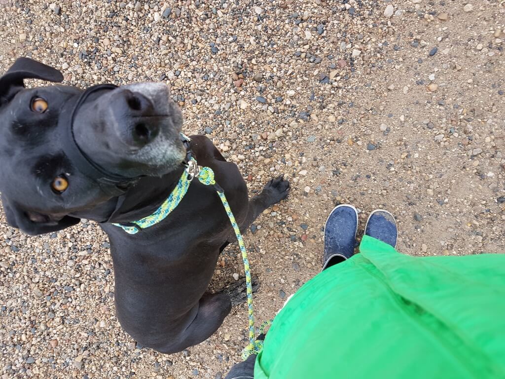 A black Great Dane sits on a gravel road and looks up up at the camera. Beside the dog, a human's raincoat and rubber boots are visible.