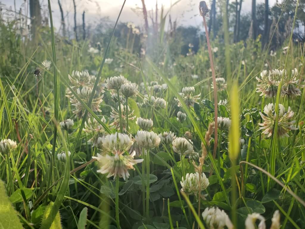 Morning sunlight hits a field of grass and clover in bloom