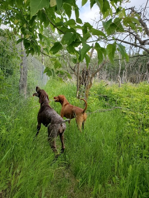 Two dogs stand at a fenceline