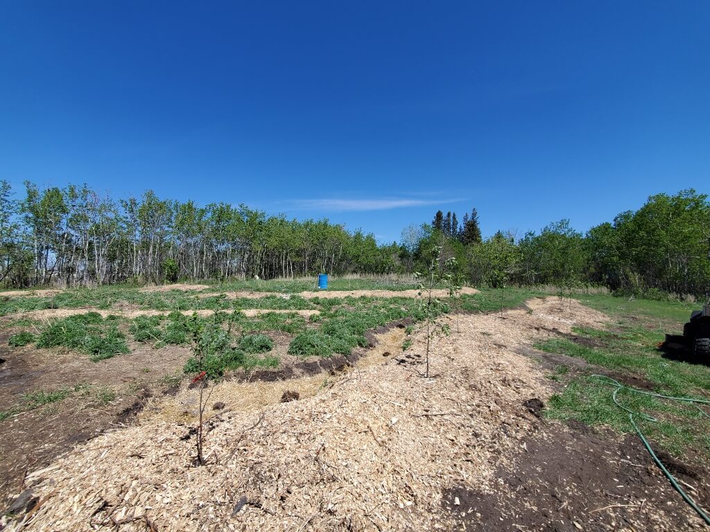 Young fruit trees are planted in a woodchip covered berm