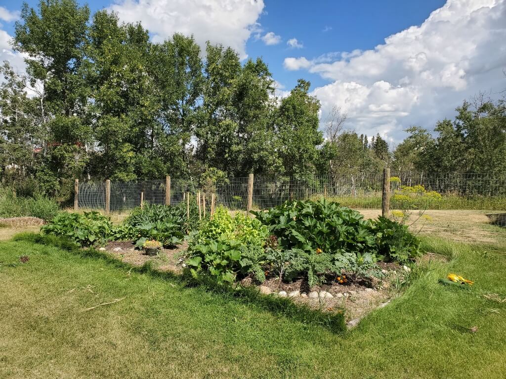An annual garden overflows with green foliage of kale and squash plants