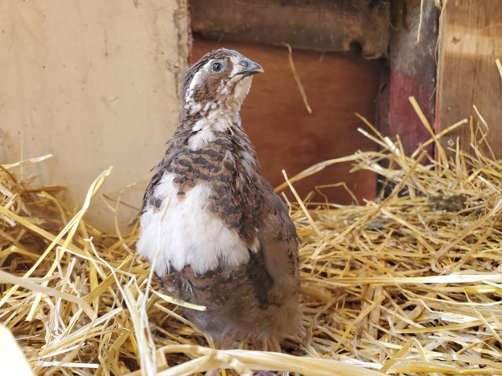 A brown and white quail stands in straw
