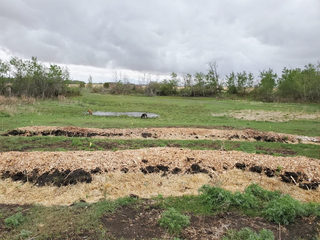 woodchips cover the berms of a swale system