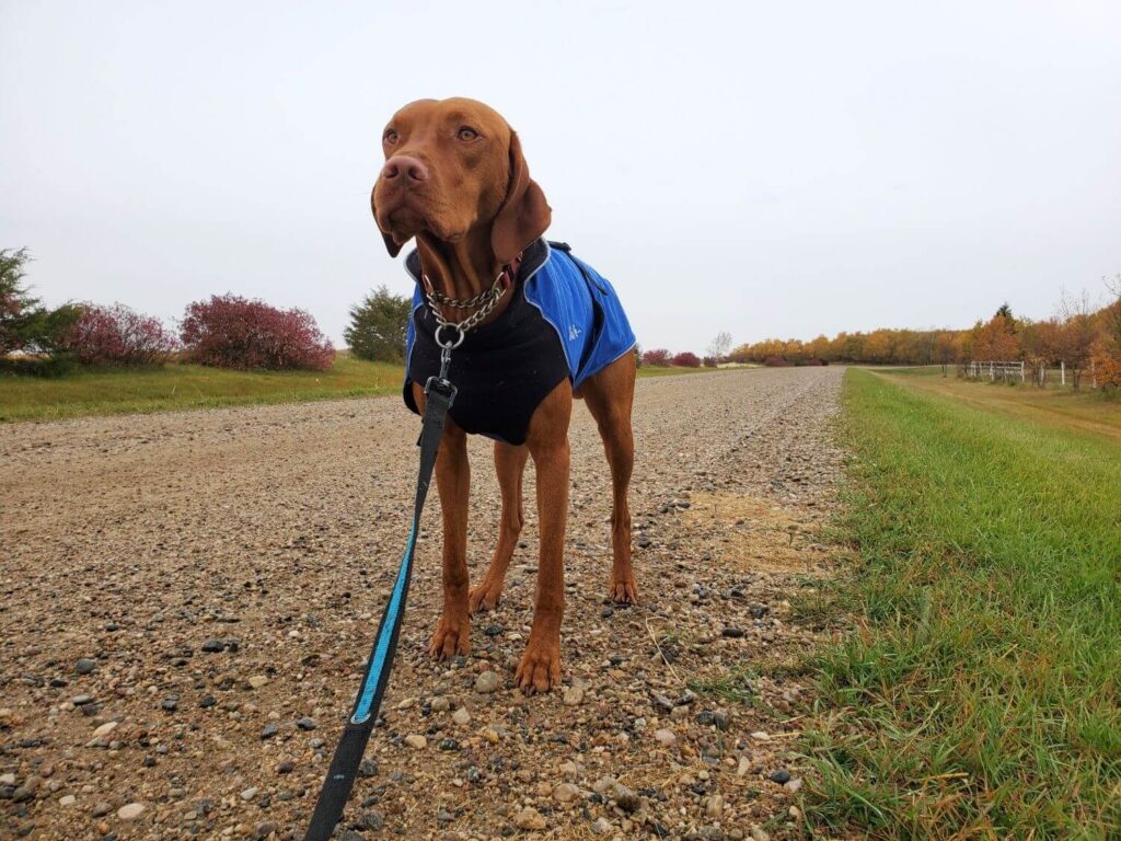 A Vizsla stands on a gravel road. He is wearing a blue rain coat and a Max and Neo Martingale Collar