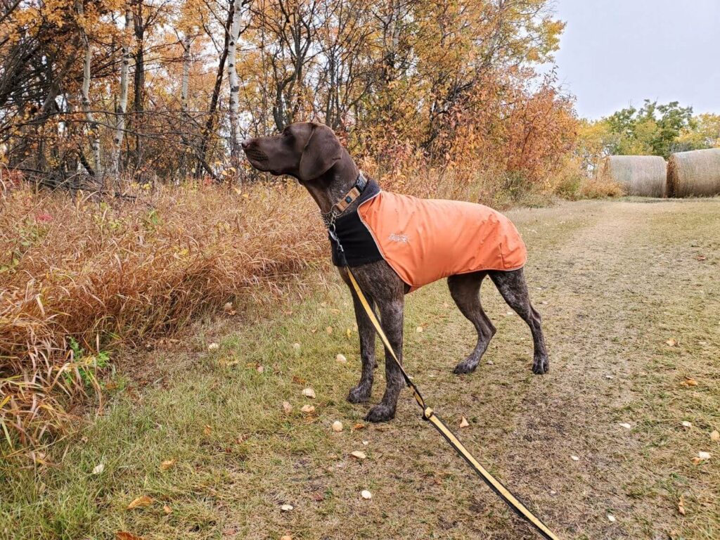 A German Shorthaired Pointer stands looking toward trees. She is wearing an orange rain coat and a Max and Neo Martingale Collar