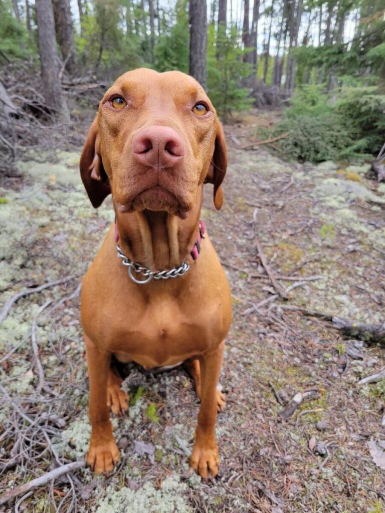 A Vizsla sits in the boreal forest. He is wearing a Max and Neo Martingale Collar.