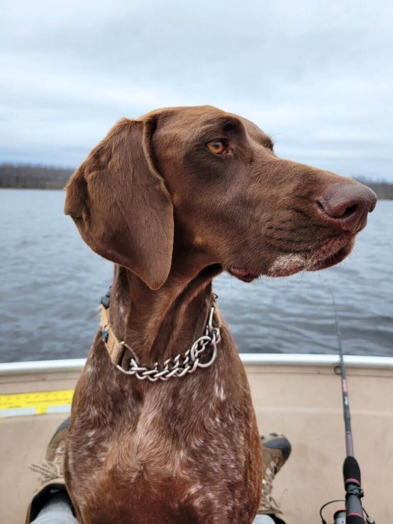 A German Shorthaired Pointer sits in a fishing boat. She is wearing a Max and Neo Martingale Collar.