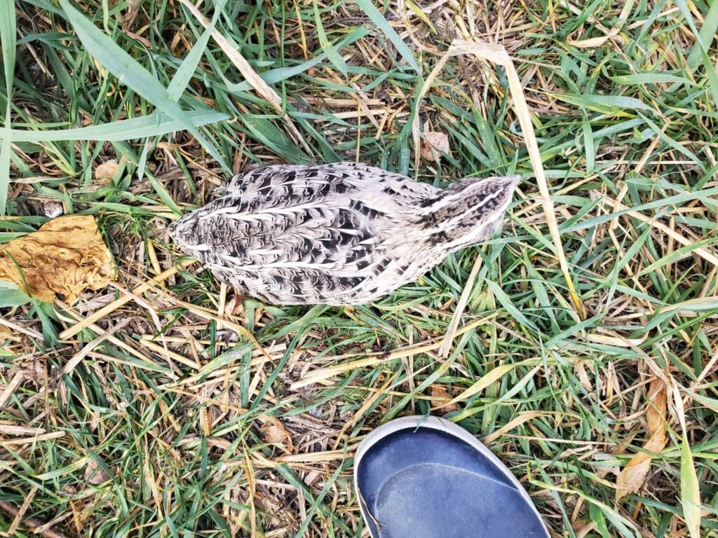 Black and white quail stands in grass beside a rubber boot