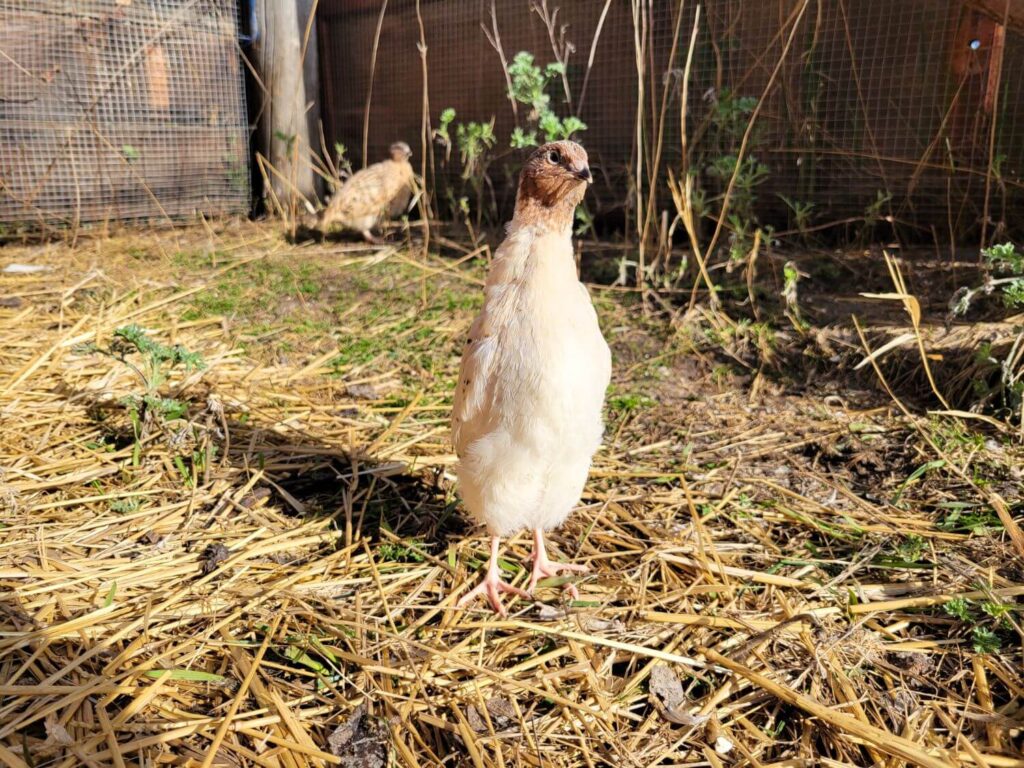 Tan and brown male quail stands in an outdoor pen on straw