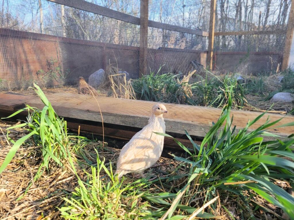 An off white quail stands among grass in an outdoor pen