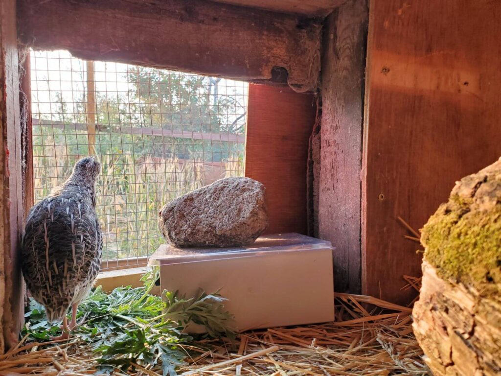 Quail stands at the opening of the coop
