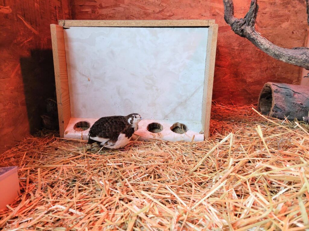 A brown and white quail sits in front of a feeder inside of a coop.