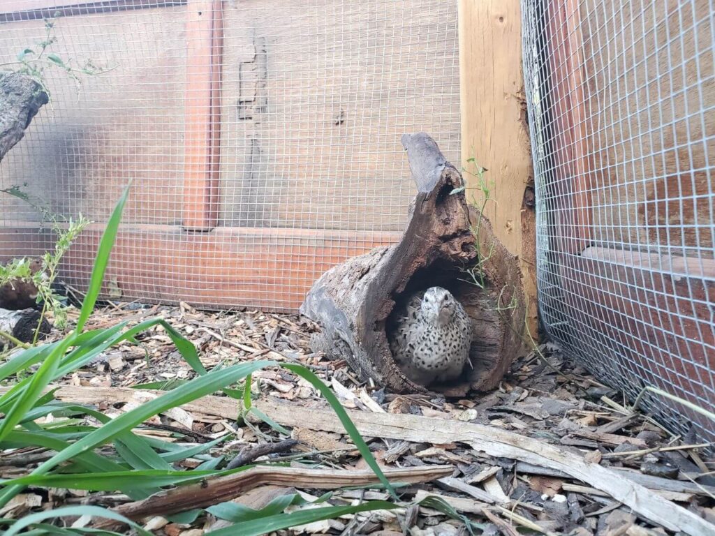A black and white quail hides in a hollowed out log