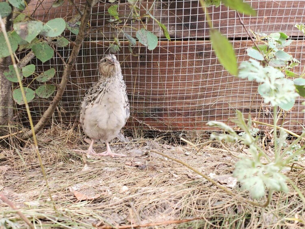 An adult quail stands under a tree in an outdoor pen