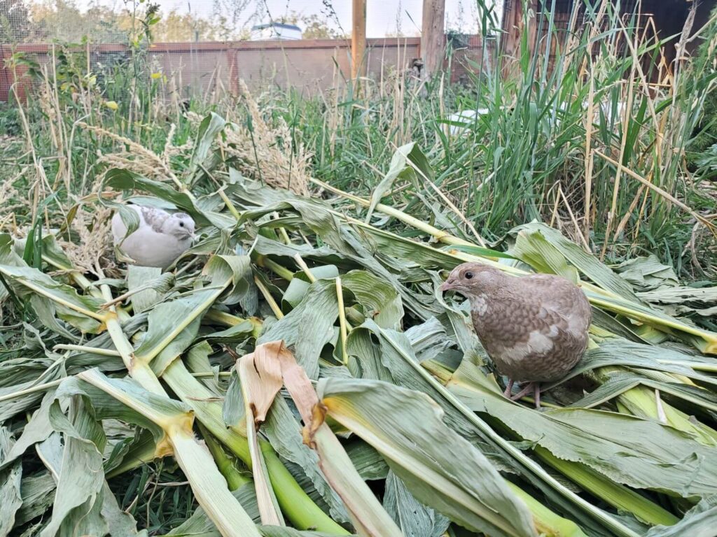 Quail sit atop a pile of corn stalks