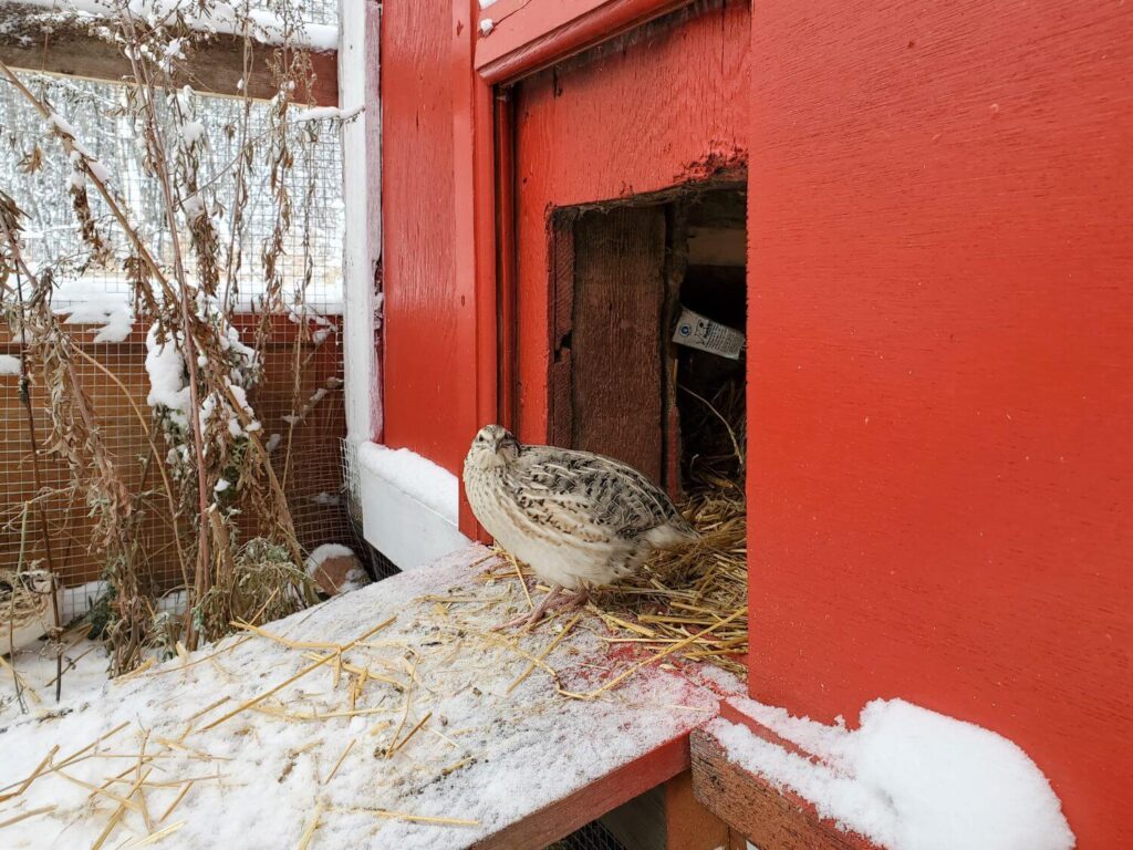 A quail stands at the entrance of the coop. Snow lies on the ramp.