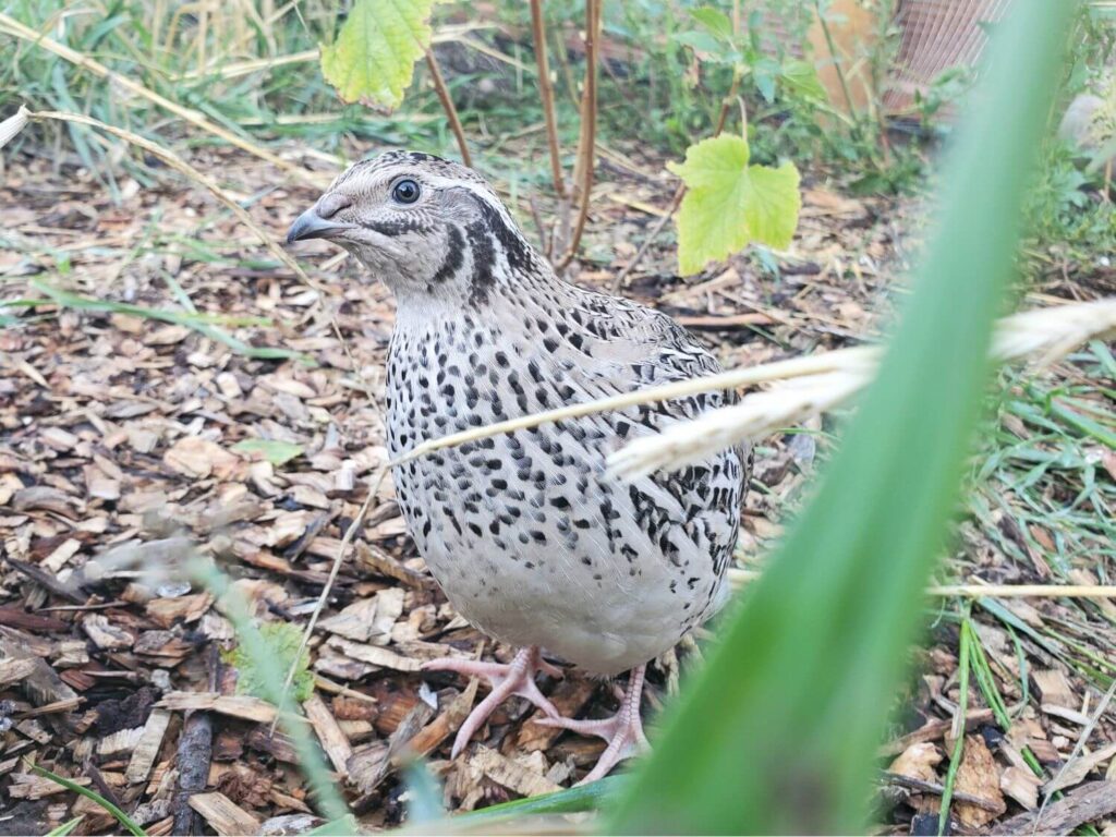 Black and white Coturnix quail stands outside among grass, plants, and woodchips.