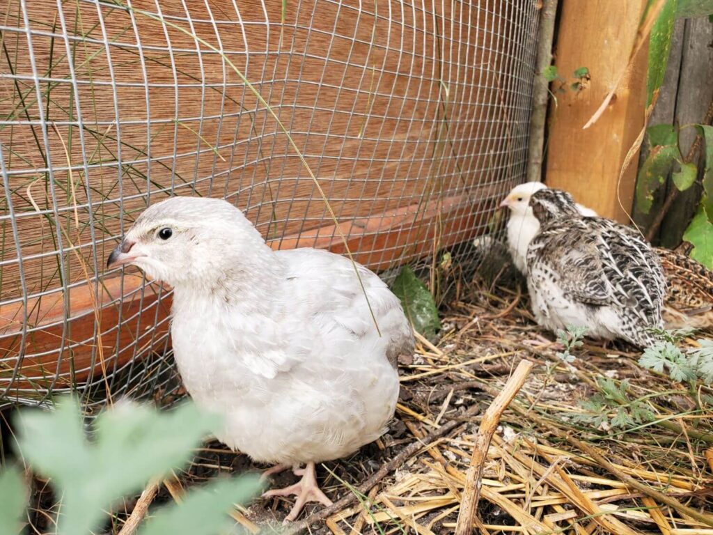 Adult quail stand in the corner of an outdoor aviary pen