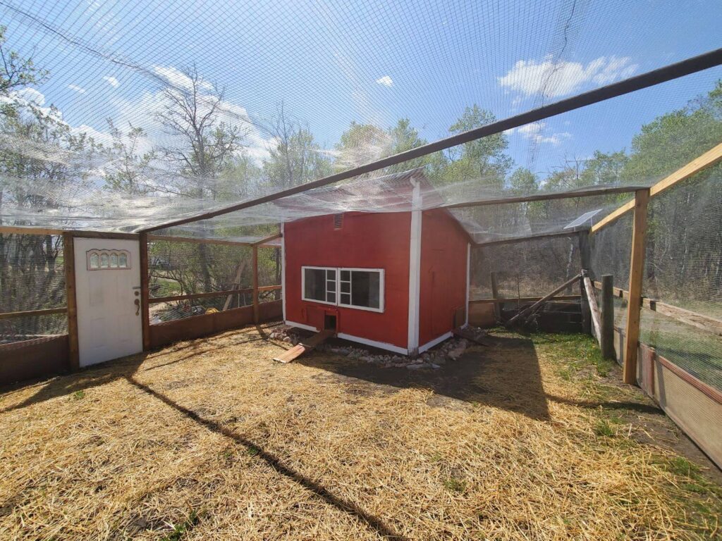 A large red and white quail coop is surrounded by a wire mesh aviary