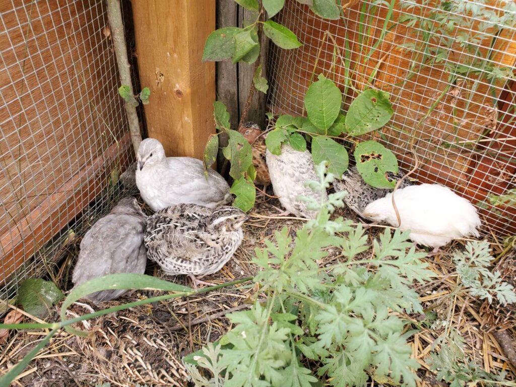 A group of quail gather in an outdoor pen among plants