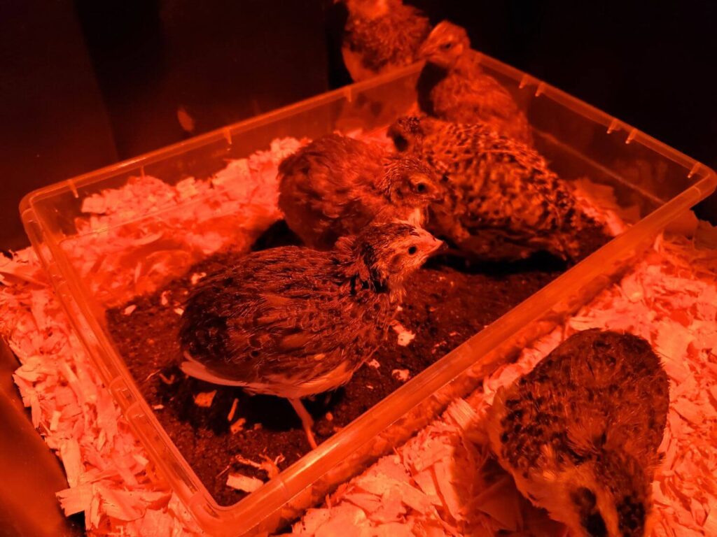 Juvenile quail chicks dust bath themselves in a brooder
