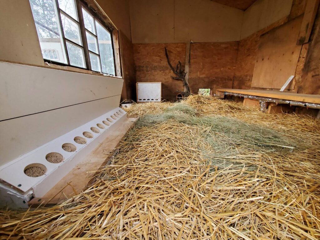 Inside a quail coop sits a feeder with multiple openings full of quail feed