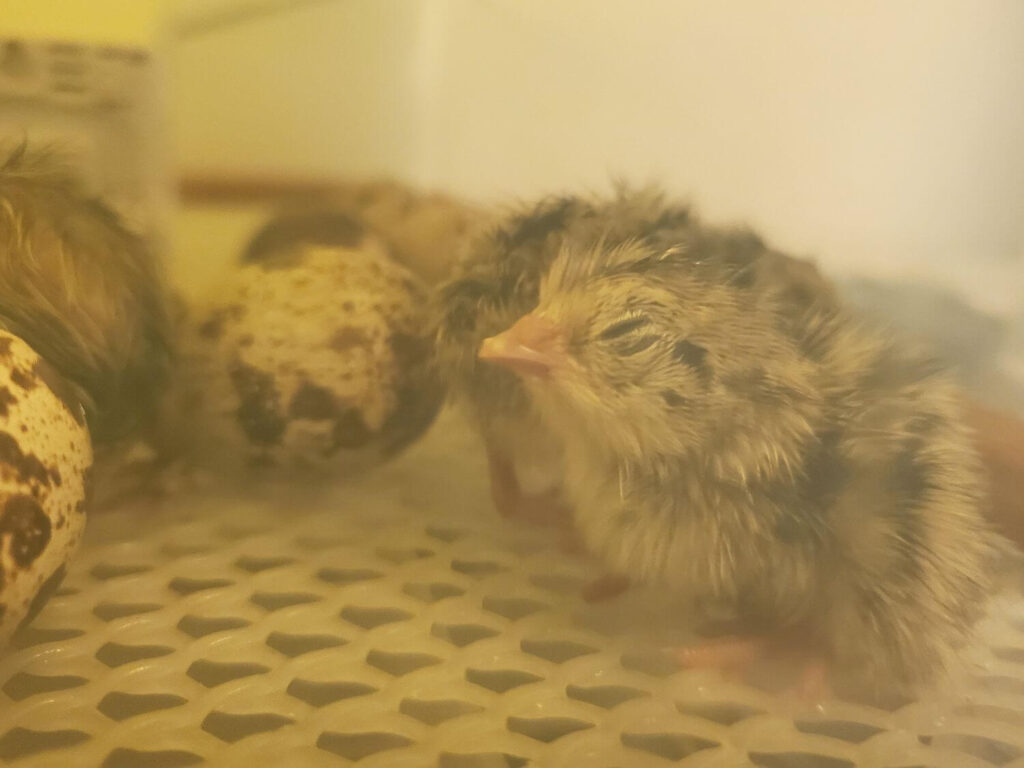A freshly hatched quail chick sits inside an incubator surrounded by unhatched eggs