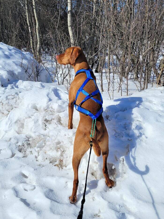 A Vizsla wears a blue canicross halter