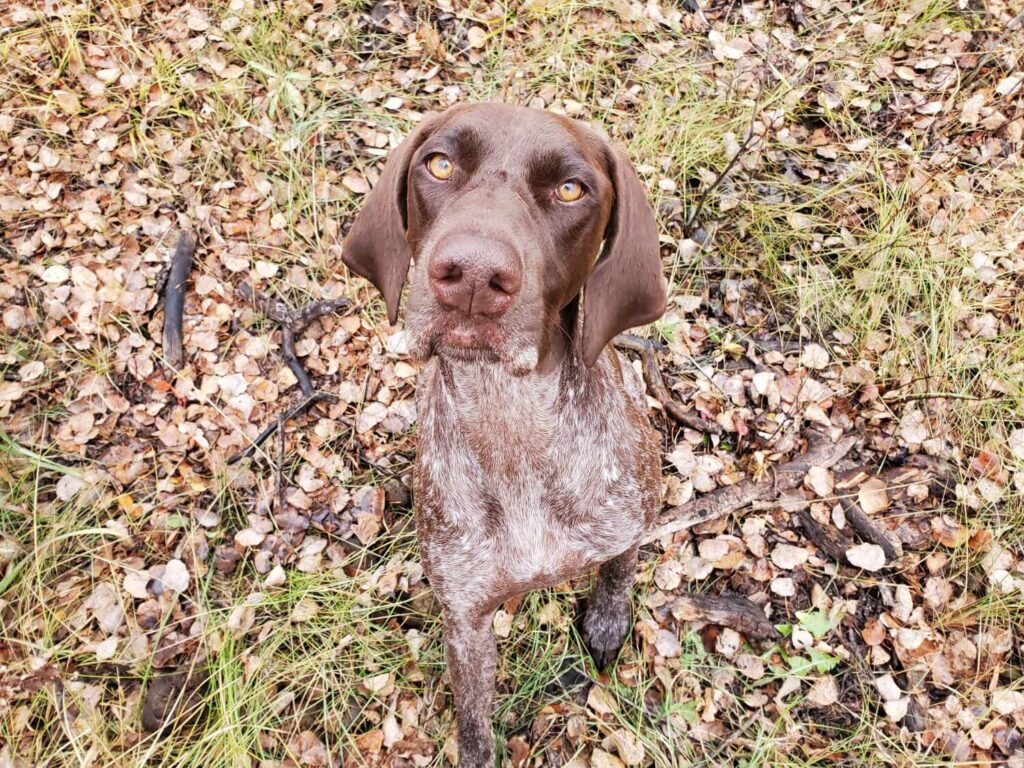 A liver and white German Shorthair Pointer sits in a pile of leaves