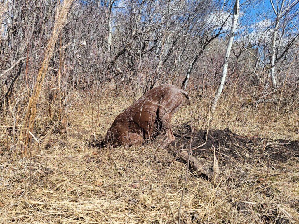 A liver and white German Shorthair Pointer sticks her head in a freshly dug hole