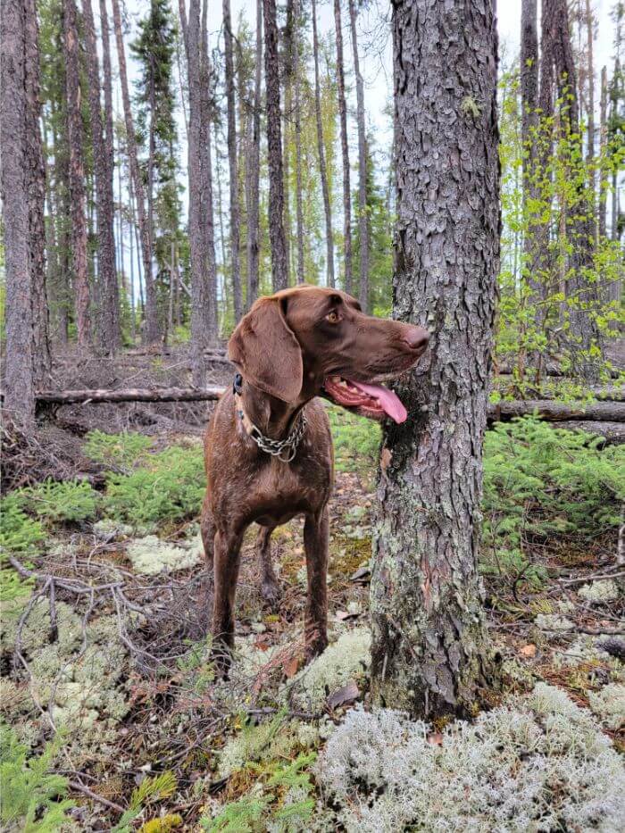 A liver and white German Shorthair Pointer stands beside a tree in the Boreal Forest