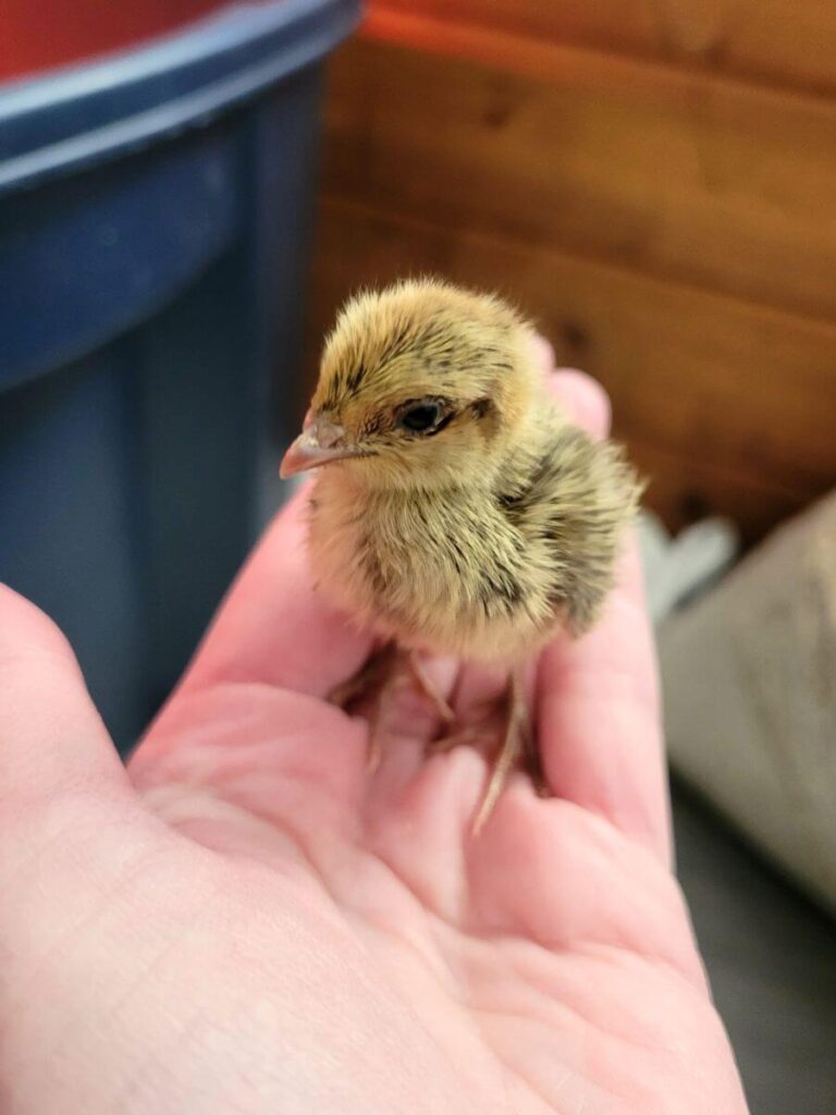 A small quail chick sits in the palm of a hand