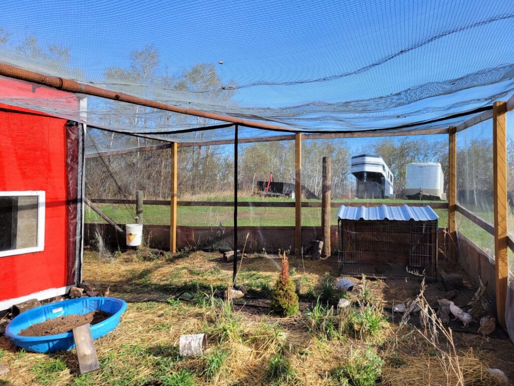 A red quail coop is surrounded by a wire mesh aviary