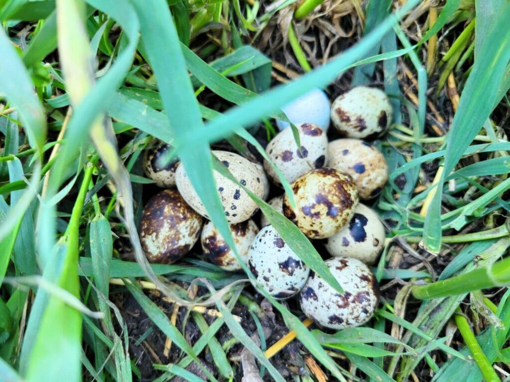 A pile of brown speckled quail eggs hidden in grass