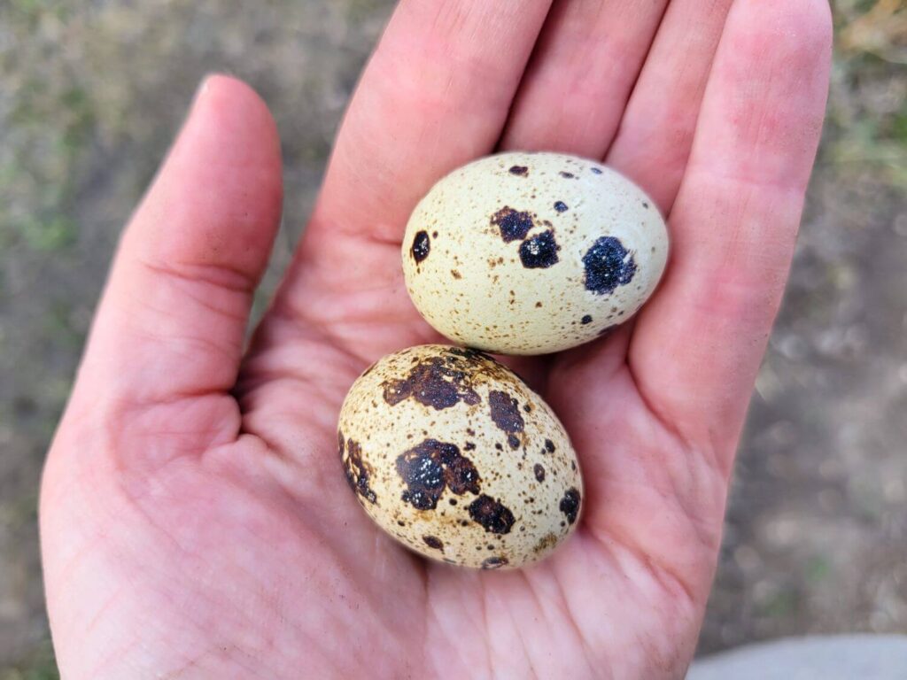 Two brown speckled quail eggs sit in the palm of a hand