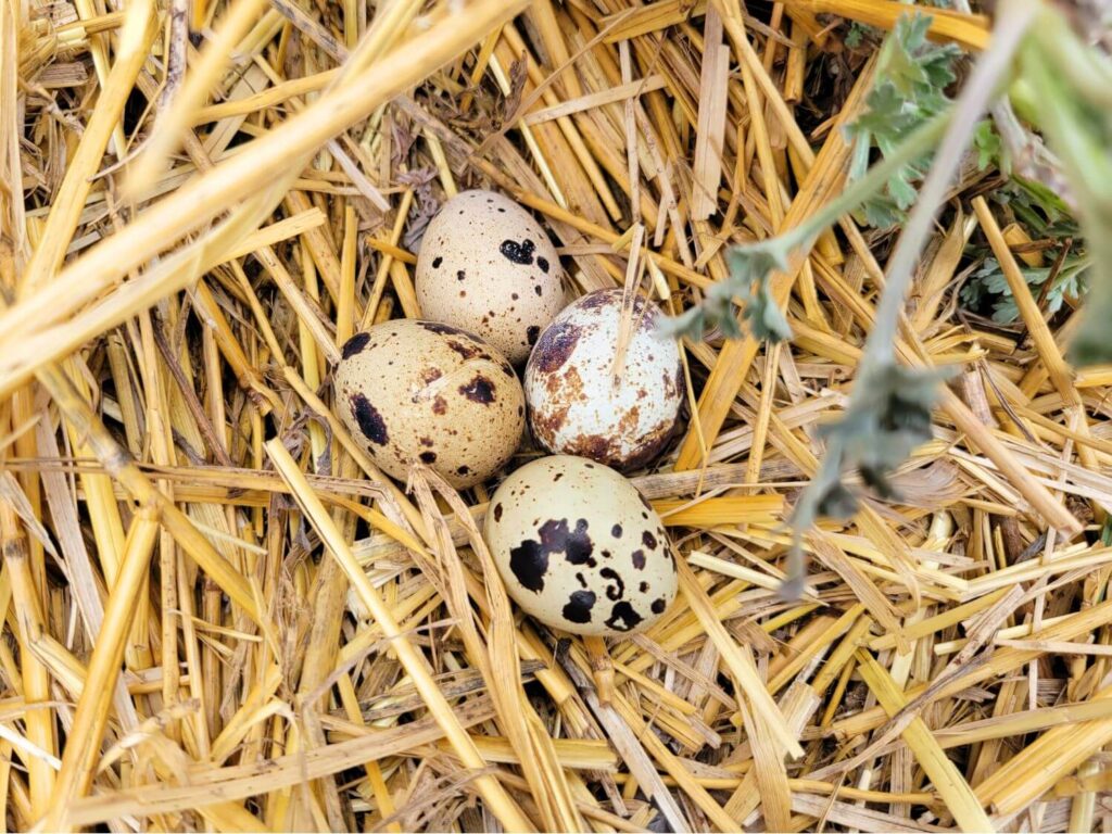 Four brown speckled quail eggs lay in a nest of straw