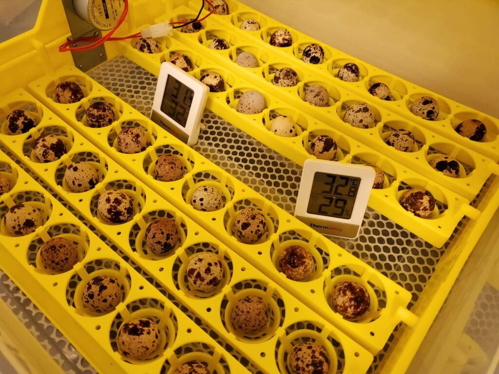 Brown speckled quail eggs sit in yellow egg rails inside an incubator
