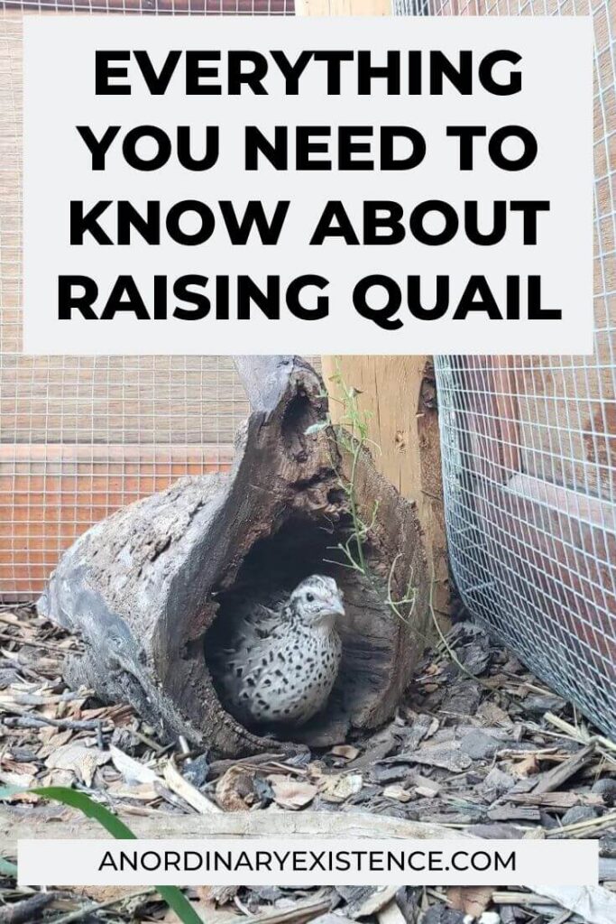 Everything you need to know about raising quail.